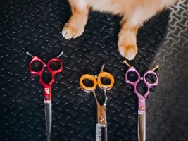 Фотография предприятия франшизы BarberDog