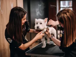 Фотография предприятия франшизы BarberDog